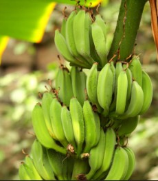 Oftmals wurden auch Bananen zweckentfremdet.